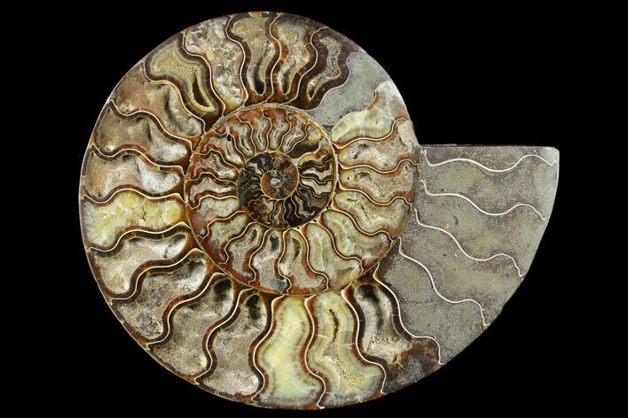 Cut & Polished Ammonite Fossil (Half) - Crystal Filled #184252